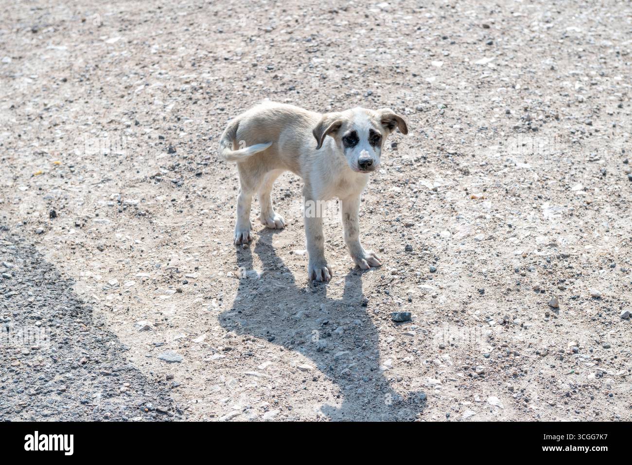 Ein freundlicher, obdachloser, verzweifelter Welpe wollte spielen und aus seinem Leben am Straßenrand in der ländlichen Türkei gerettet werden Stockfoto