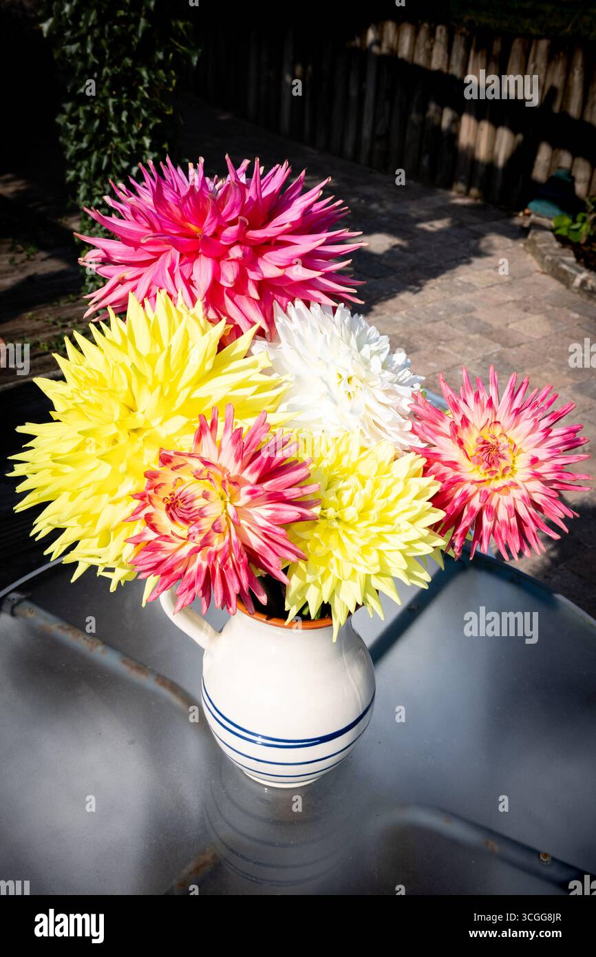 Vase mit frisch gepflückten Dahlienblüten Stockfoto