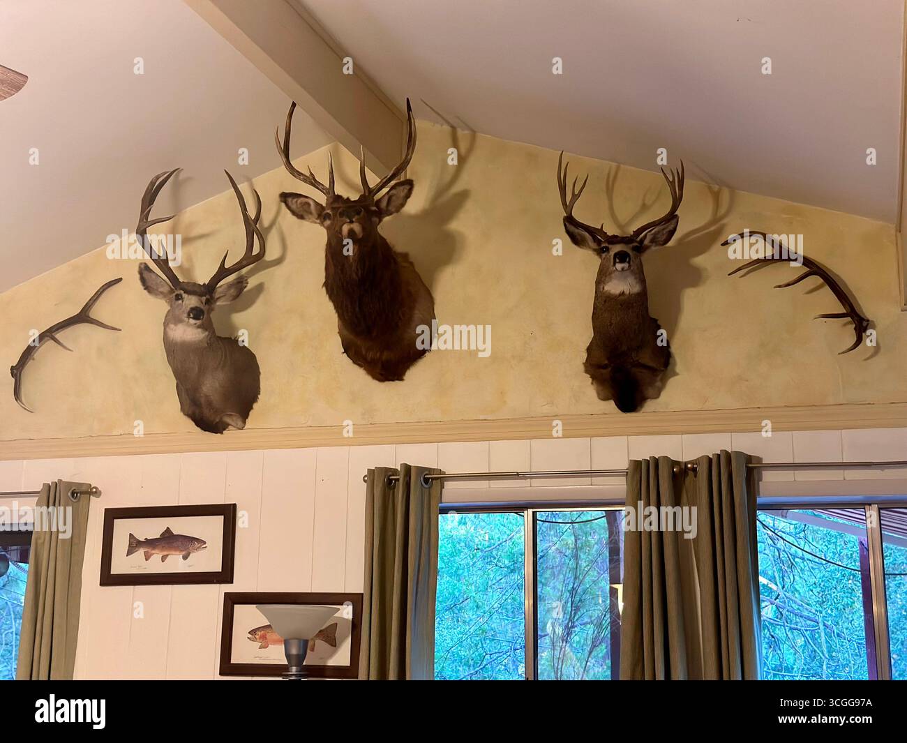 An der Wand montierte Hirsch- und Elchtaxidermie mit Geweihen in einem rustikalen Innenraum, einschließlich zusätzlicher Geweihe und einem gerahmten Fischbild. - Smartphone-aufgenommenes Stockfoto
