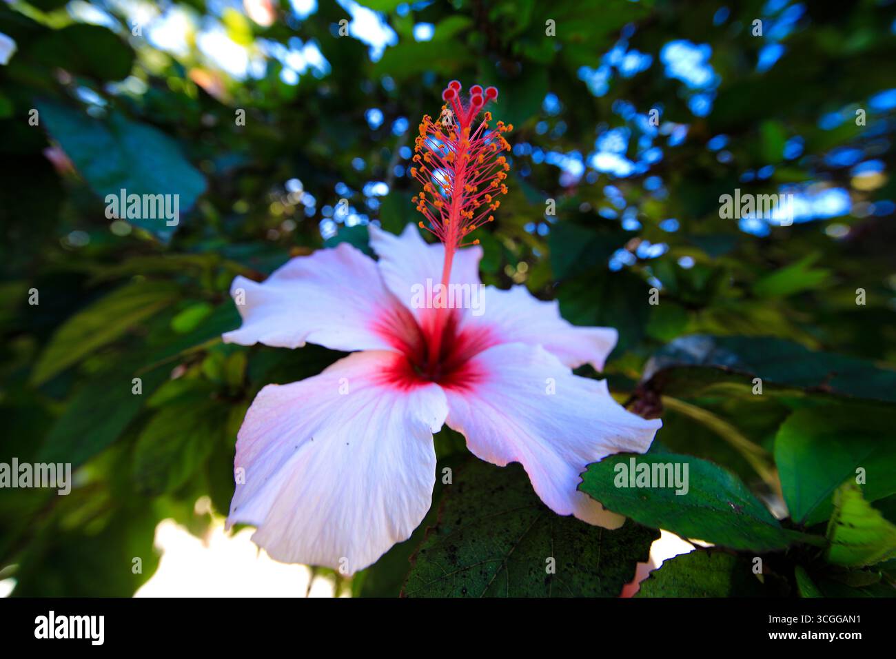 Rosafarbene Hibiskusblüte auf Baum an der Algarve, Portugal. Stockfoto
