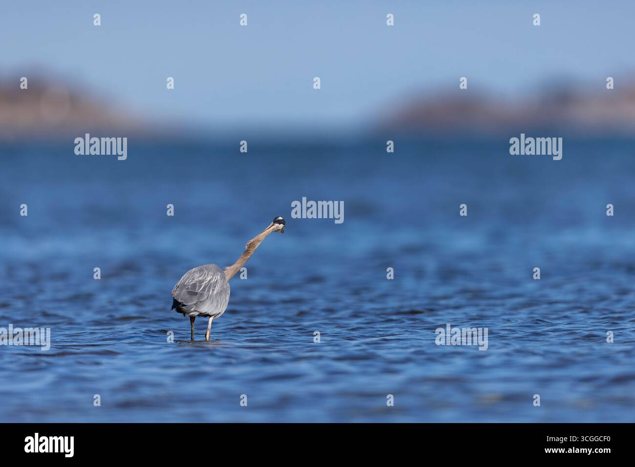 Großer blauer Reiher Ardea herodias, Erwachsenensuche, Nanaimo, Vancouver Island, British Columbia, Kanada, August Stockfoto