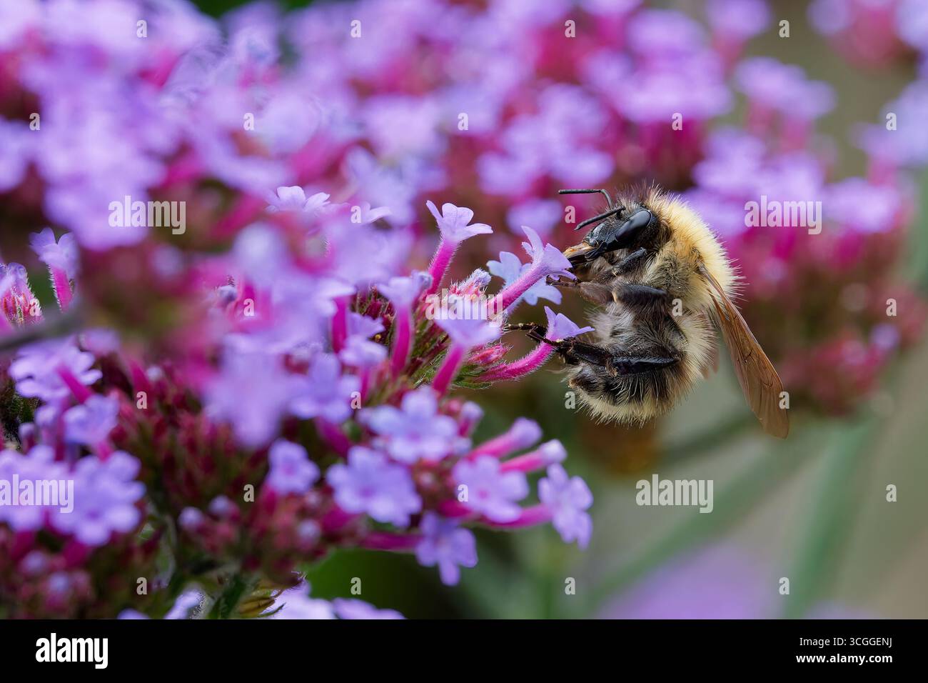 Eine Arbeiterin Honigbiene (Gattung APIs), die Nektar und Bestäubung erhält, eine Verbene Blume Stockfoto