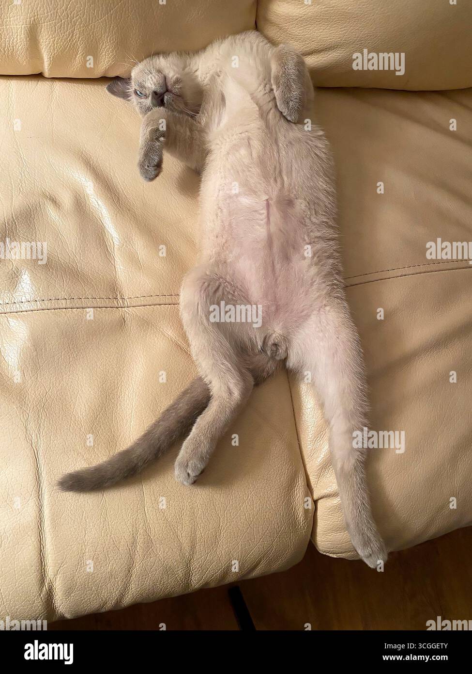 Tonkinese Kätzchen, liegend auf dem Rücken, Vorderpfoten gebeugt, Bauch freigelegt, völlig entspannt, reinrassig, Katze, Katze, Haustier, Tier, beigefarbenes Fell, braune Punkte, lea Stockfoto