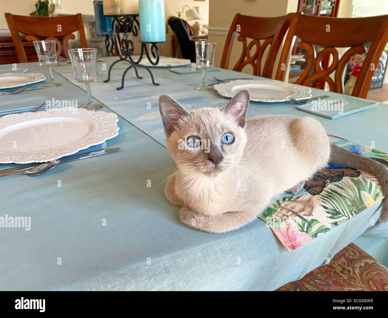 Tonkinese Kätzchen, sitzt auf Esstisch, Pfoten unter, jung, Haustier, Tier, Katze, blaue Augen, reinrassig, Katze, neugierig, PR Stockfoto