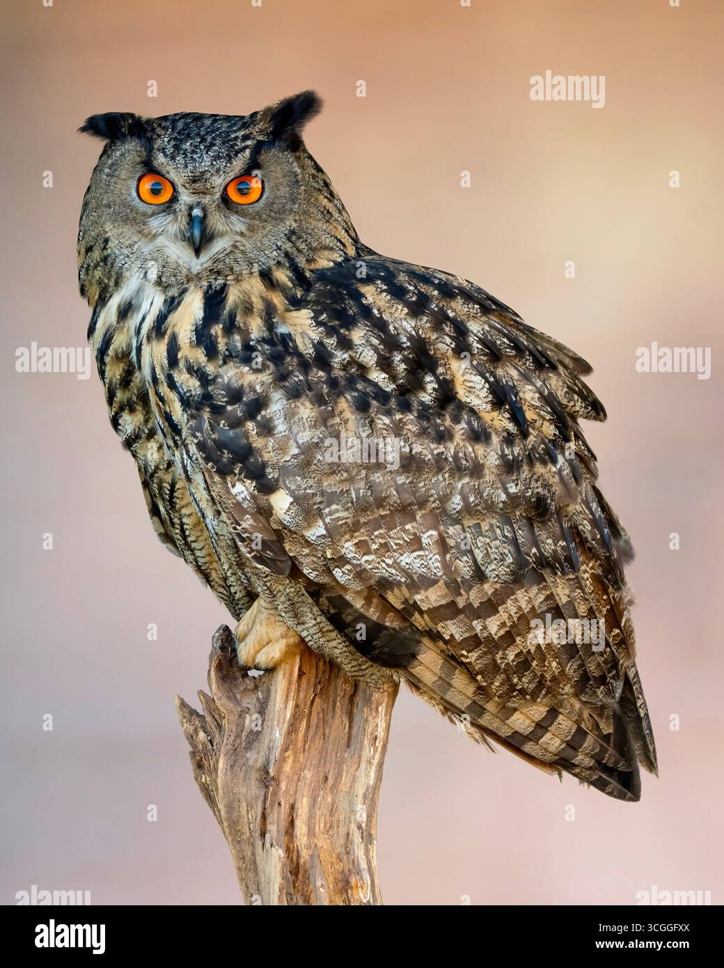 Eurasische Uhu (Bubo bubo) auf Baumstumpf, leuchtend orange Augen Stockfoto
