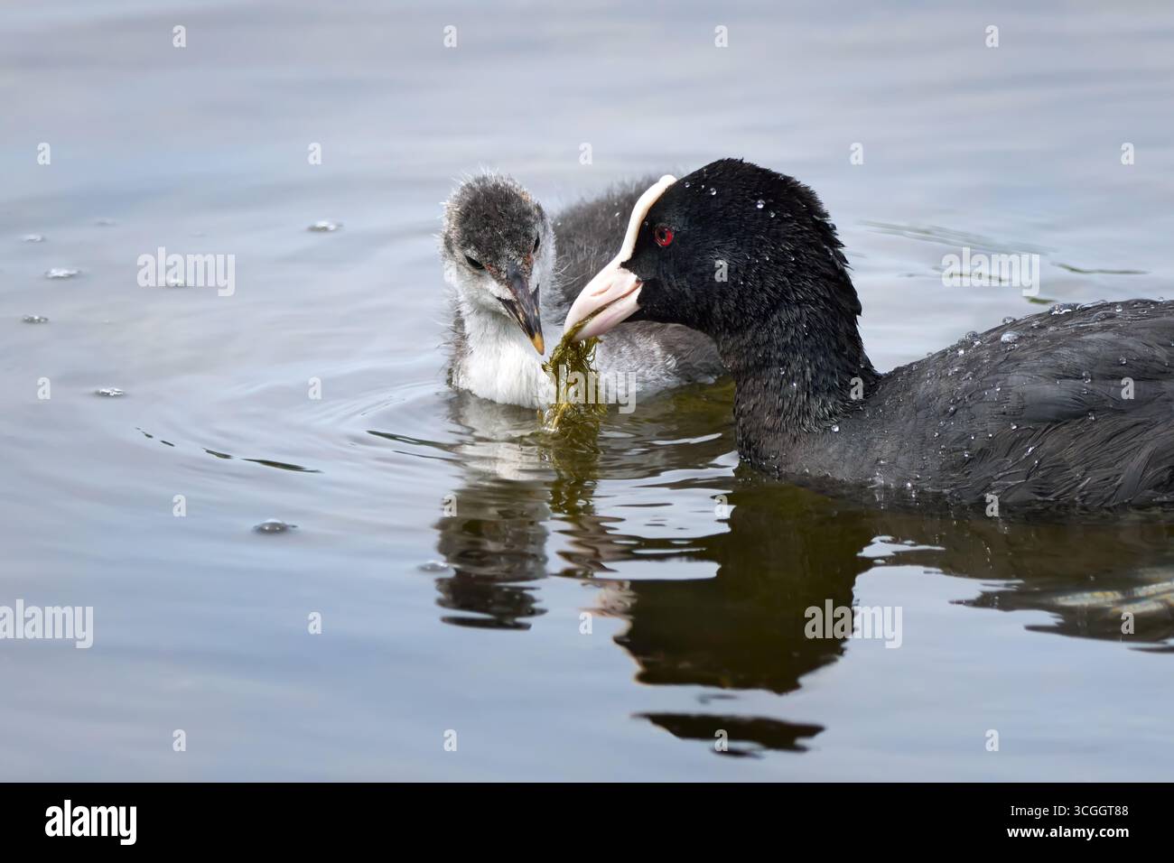 Eurasische Kuhne (Fulica atra), die Jungtiere mit Wasserpflanzen füttern Stockfoto