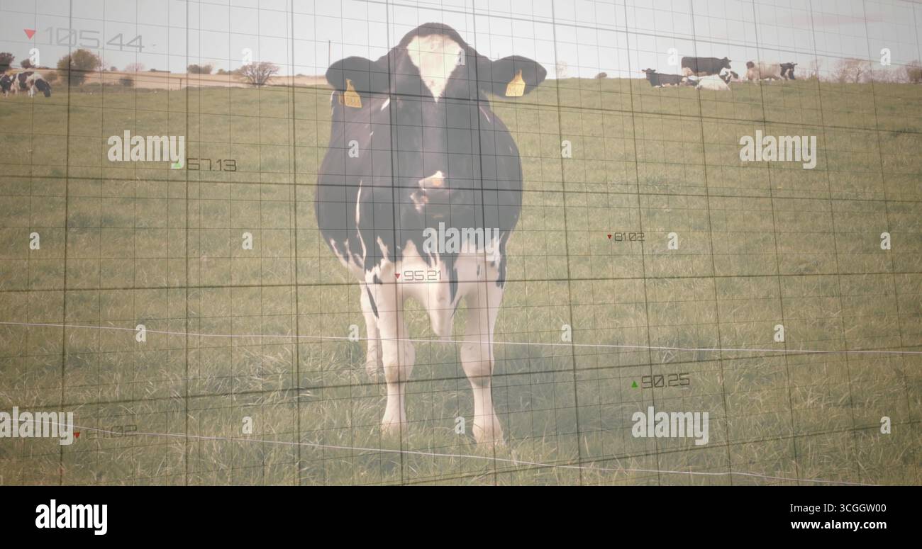 Stehende schwarz-weiße Milchkuh-Kamera auf ländlicher Weide mit Rasterüberlagerung Stockfoto