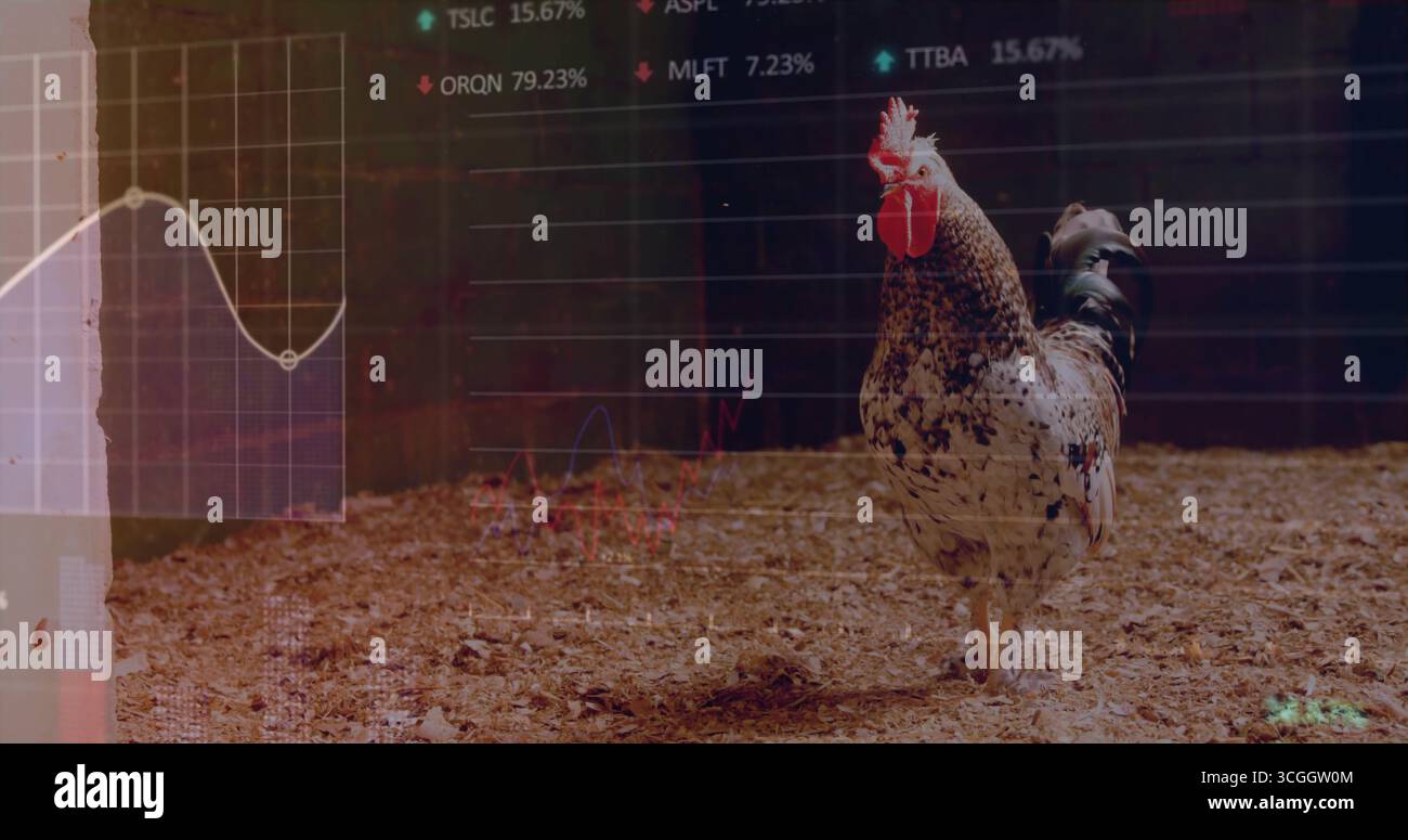 Gefleckter Hahn auf Holzspänen in der Nähe des Holzzauns in der Scheune mit Aktienkarten, Kopierraum Stockfoto