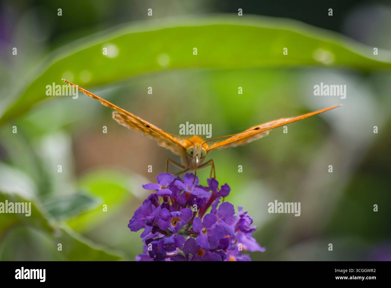 Orange und schwarzer Schmetterling auf einer Fuchsieblume Stockfoto