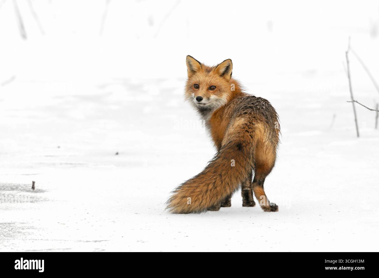 Rotfuchs (Vulpes vulpes) auf einem Schnee- und eisbedeckten Süßwasserteich. Februar im Acadia-Nationalpark, Maine, USA. Stockfoto