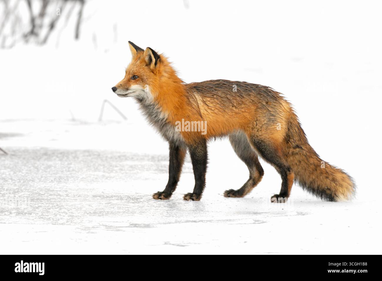Rotfuchs (Vulpes vulpes) auf einem Schnee- und eisbedeckten Süßwasserteich. Februar im Acadia-Nationalpark, Maine, USA. Stockfoto