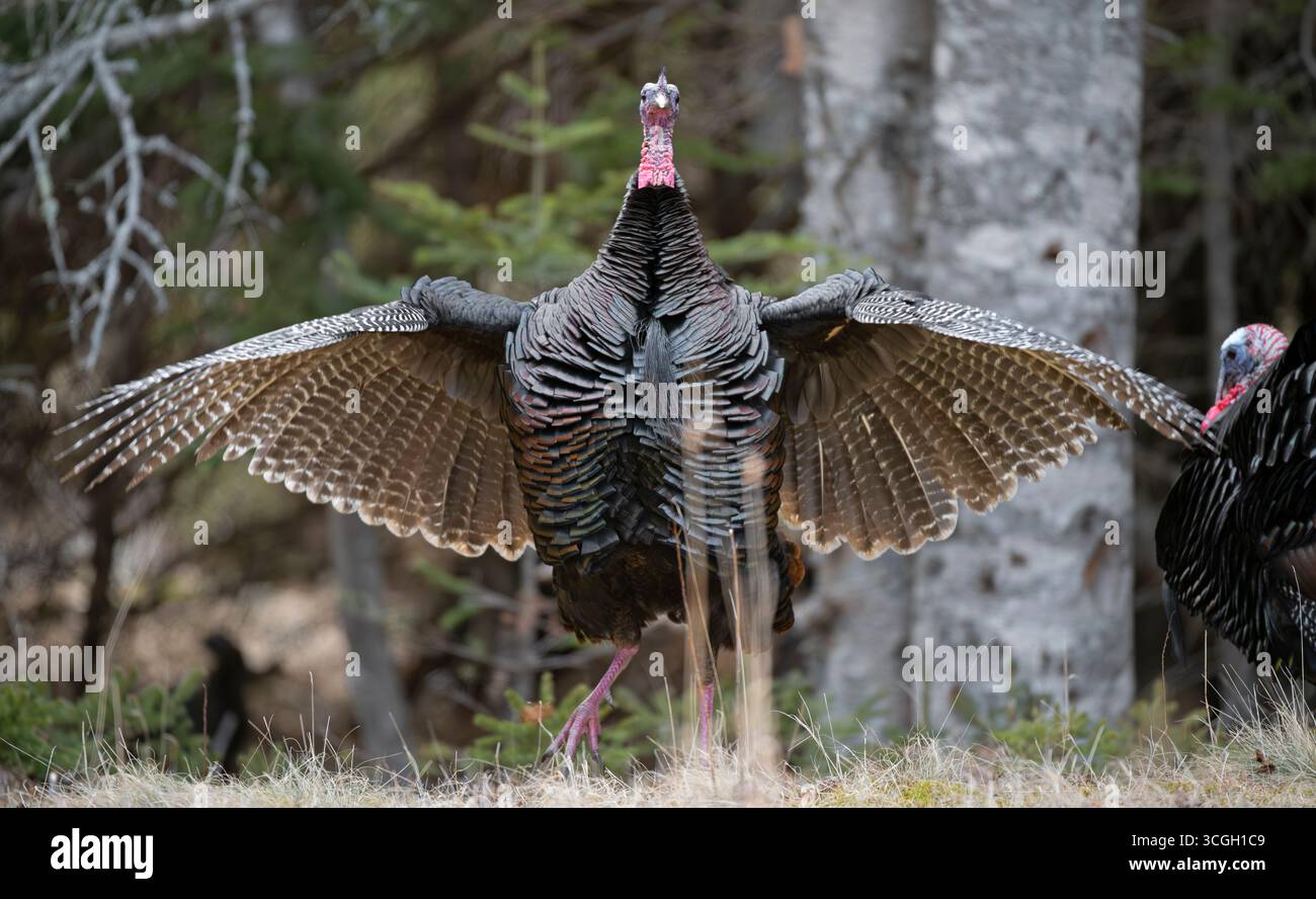 Wilder Truthahn (Meleagris gallopavo) Tom. März im Acadia-Nationalpark, Maine, USA. Stockfoto
