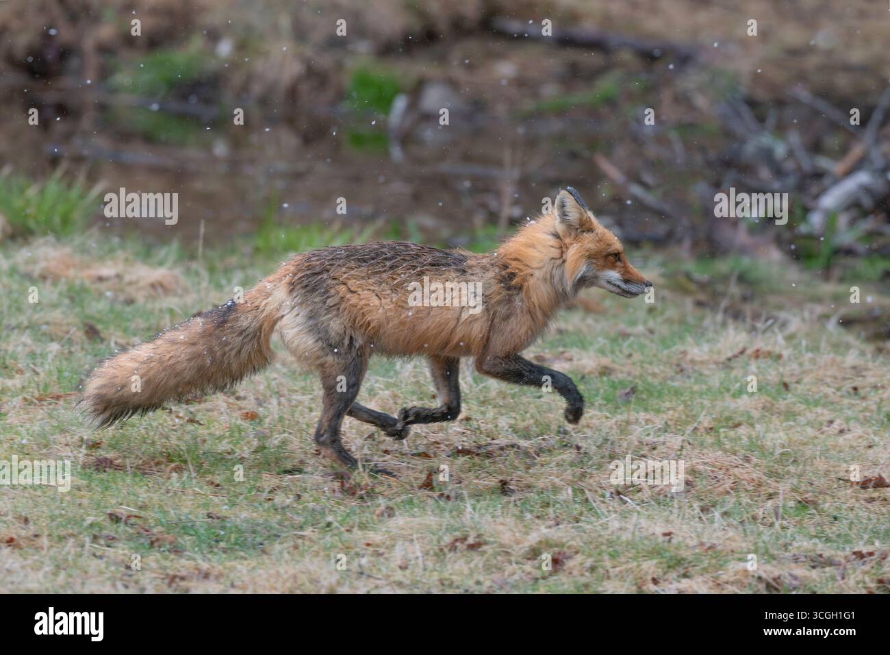 Rotfuchs (Vulpes vulpes). Schneeschauer im Acadia-Nationalpark, Maine, USA. Stockfoto