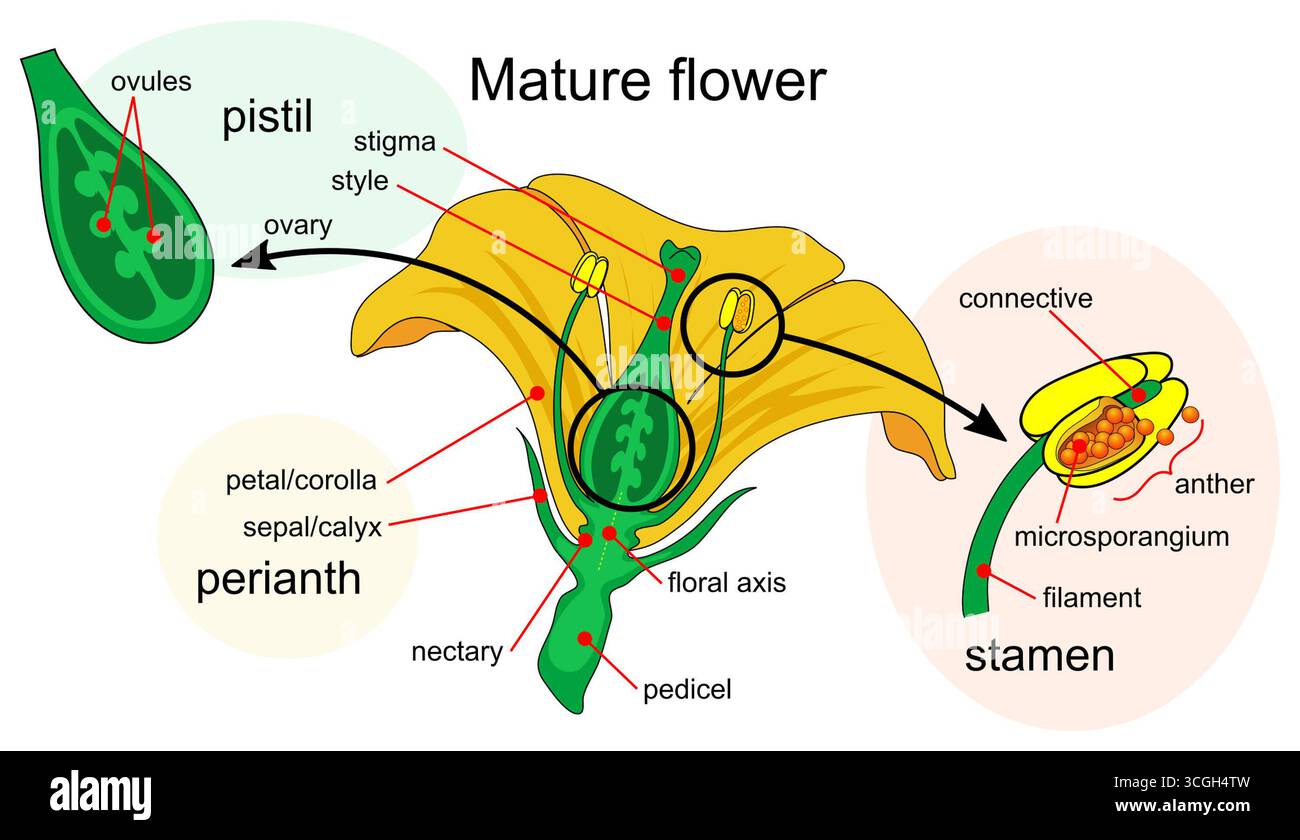 Lehrdiagramm einer Reifen Blume, die die Hauptbestandteile zeigt, einschließlich Pistil, Stamen, Perianth, Ovar, Stigma, Stil, Anther, Filament, Sepalen, Blütenblätter und Nektaren. Stockfoto