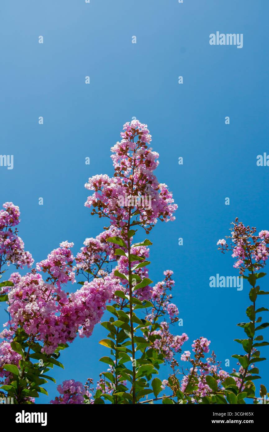 Farbenfrohe rosafarbene Blumen blühen leuchtend vor einem hellblauen Himmel und zeigen die Schönheit der Natur im üppigen Garten während des fröhlichen Frühlings. Stockfoto