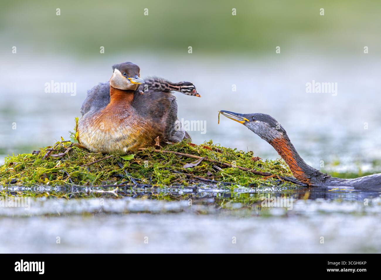 Rothals-Grebe (Podiceps grisegena / Podiceps griseigena) männlich im Zuchtgefieder, das im Sommer Küken auf dem Rücken des Weibchens auf dem Nest im See füttert Stockfoto