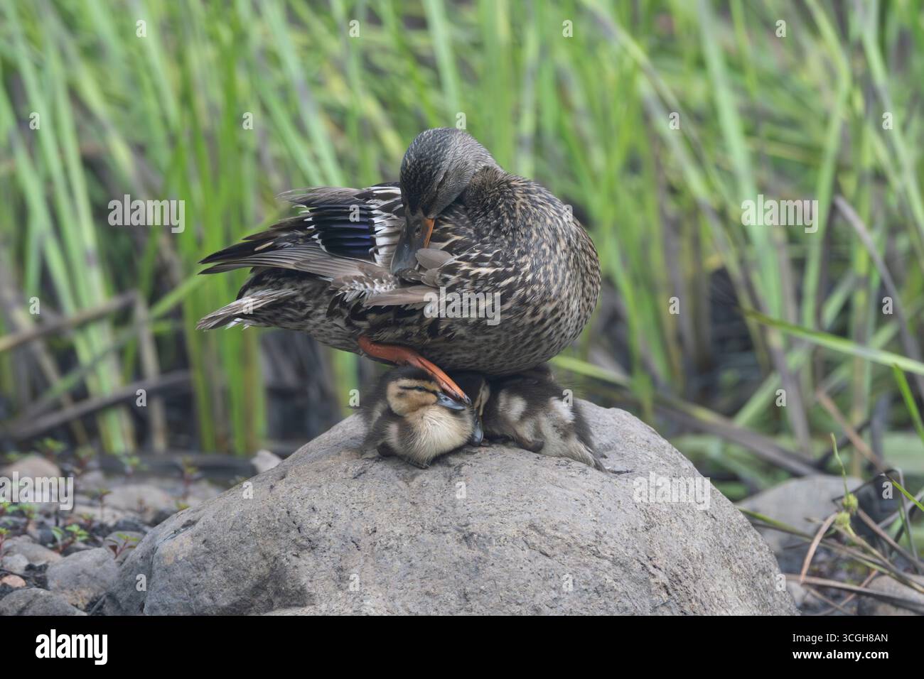 Stockenten (Anas platyrhynchos). Mutter mit Entlein. Juli im Acadia-Nationalpark, Maine, USA. Stockfoto