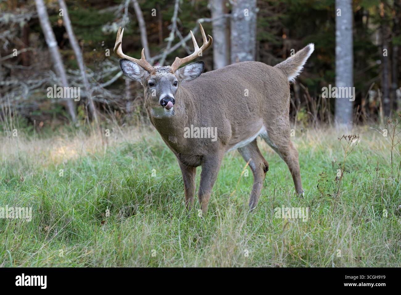 Weißschwanzhirsch (Odocoileus virginianus). Reifer Buck während der Paarungszeit. Ende Oktober im Acadia-Nationalpark, Maine, USA. Stockfoto