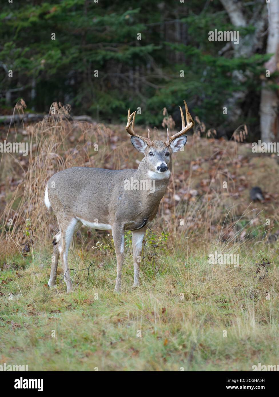 Weißschwanzhirsch (Odocoileus virginianus). Reifer Buck während der Paarungszeit. Ende Oktober im Acadia-Nationalpark, Maine, USA. Stockfoto