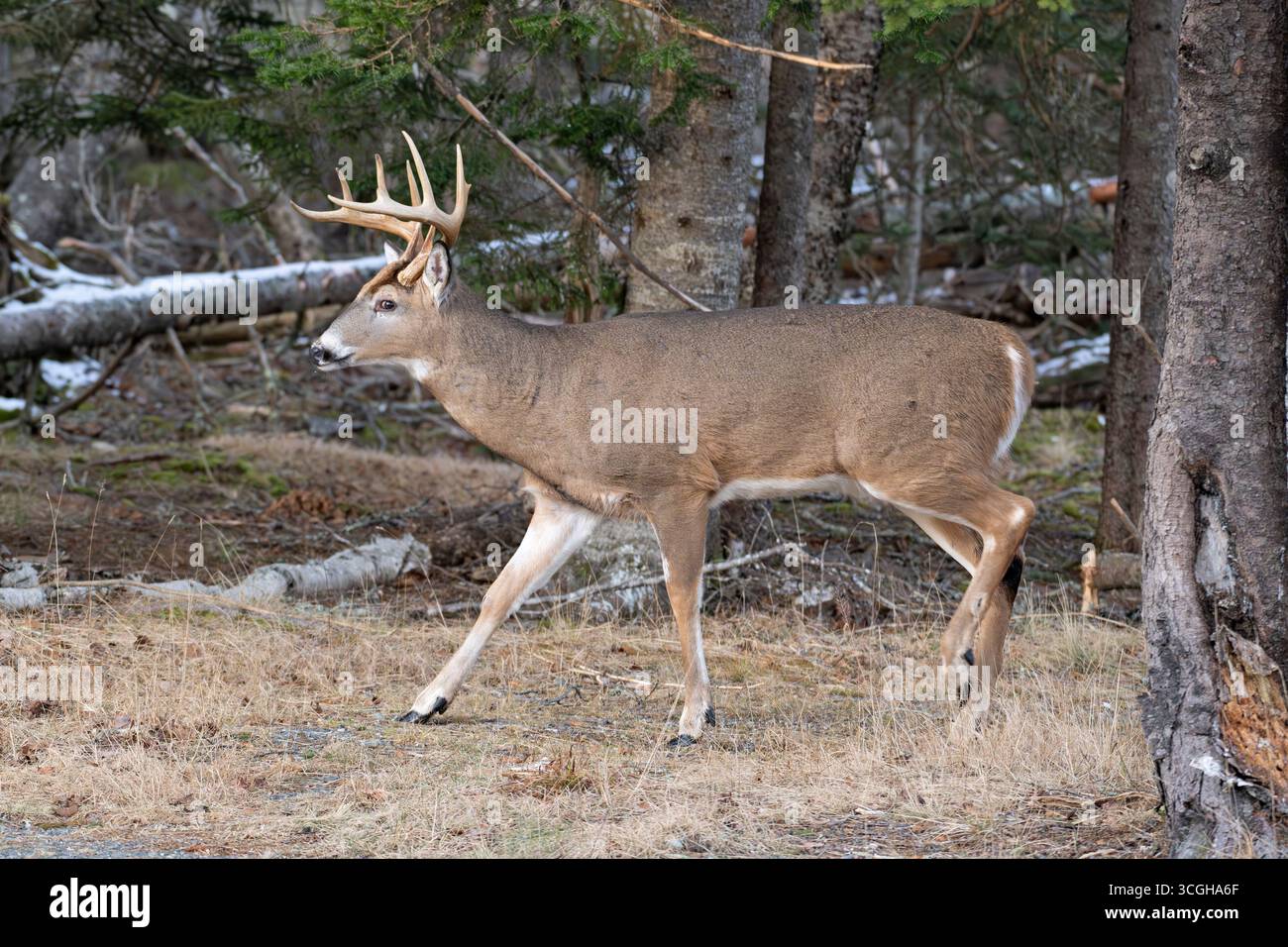 Weißschwanzhirsch (Odocoileus virginianus). Reife Buck . Januar im Acadia-Nationalpark, Maine, USA. Stockfoto