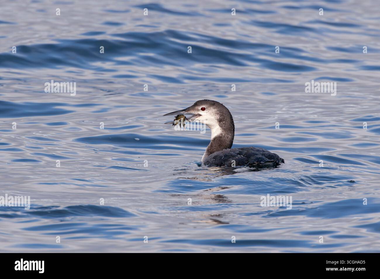 Gemeiner Loon (Gavia immer) mit Krabbe. Februar im Acadia-Nationalpark, Maine, USA. Stockfoto