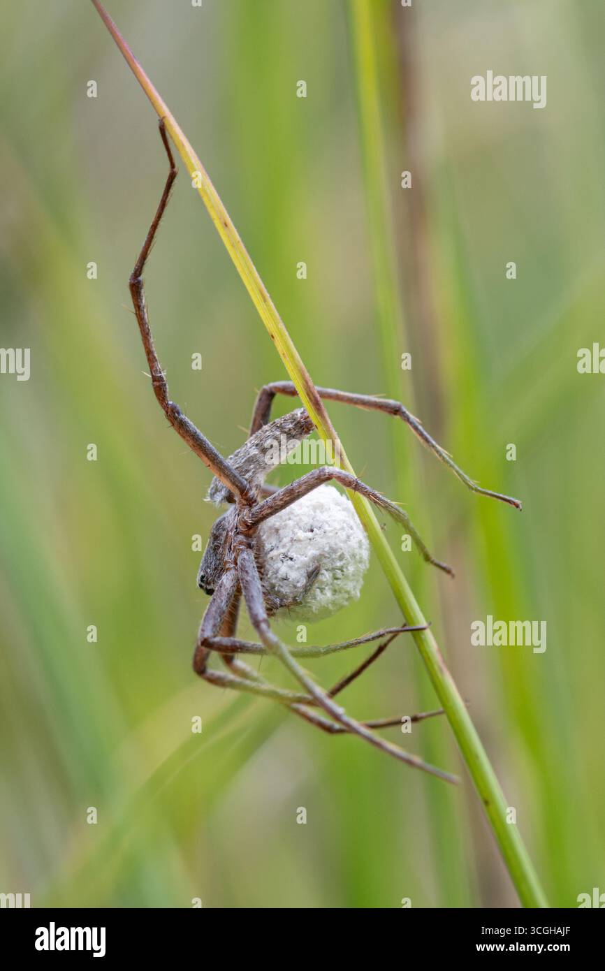 Weibliche Spinnennetze (Pisaura mirabilis), die ihren Eiersack unter ihrem Körper trägt, England, Großbritannien Stockfoto