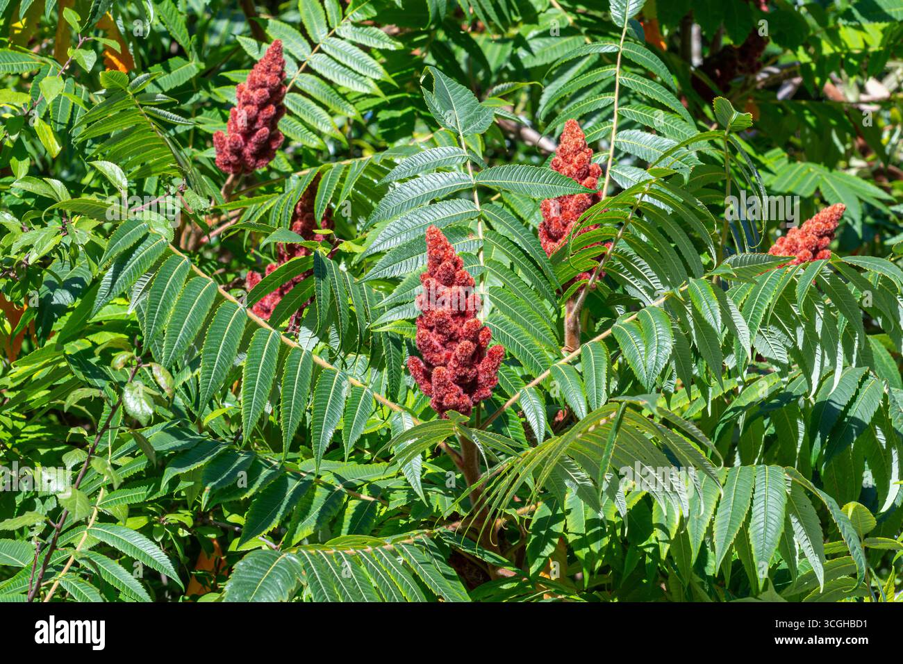Roter Fruchtkopf des Rhus typhina Strauchs, auch Hirschhornsumach oder Staghornsumak genannt, mit grünen gefiederten Blättern im Sommer Stockfoto Roter Fruchtkopf des Rhus typhina Strauchs, auch Hirschhornsumach oder Staghornsumak genannt, mit grünen gefiederten Blättern im Sommer Stockfoto