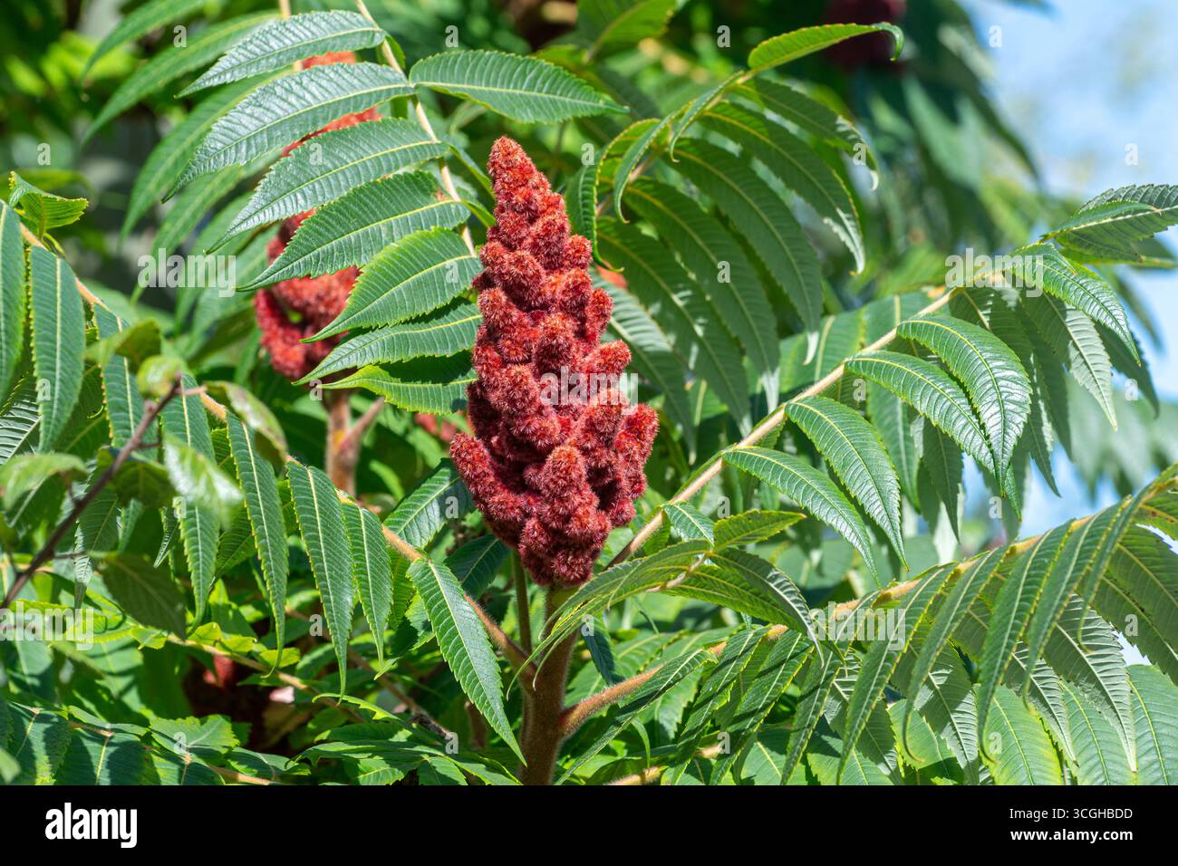 Roter Fruchtkopf des Rhus typhina Strauchs, auch Hirschhornsumach oder Staghornsumak genannt, mit grünen gefiederten Blättern im Sommer Stockfoto Roter Fruchtkopf des Rhus typhina Strauchs, auch Hirschhornsumach oder Staghornsumak genannt, mit grünen gefiederten Blättern im Sommer Stockfoto