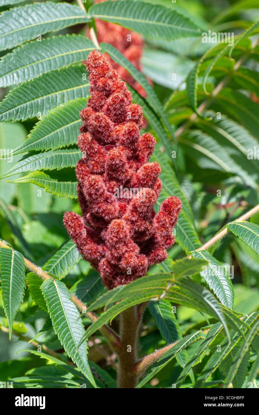 Roter Fruchtkopf des Rhus typhina Strauchs, auch Hirschhornsumach oder Staghornsumak genannt, mit grünen gefiederten Blättern im Sommer Stockfoto Roter Fruchtkopf des Rhus typhina Strauchs, auch Hirschhornsumach oder Staghornsumak genannt, mit grünen gefiederten Blättern im Sommer Stockfoto