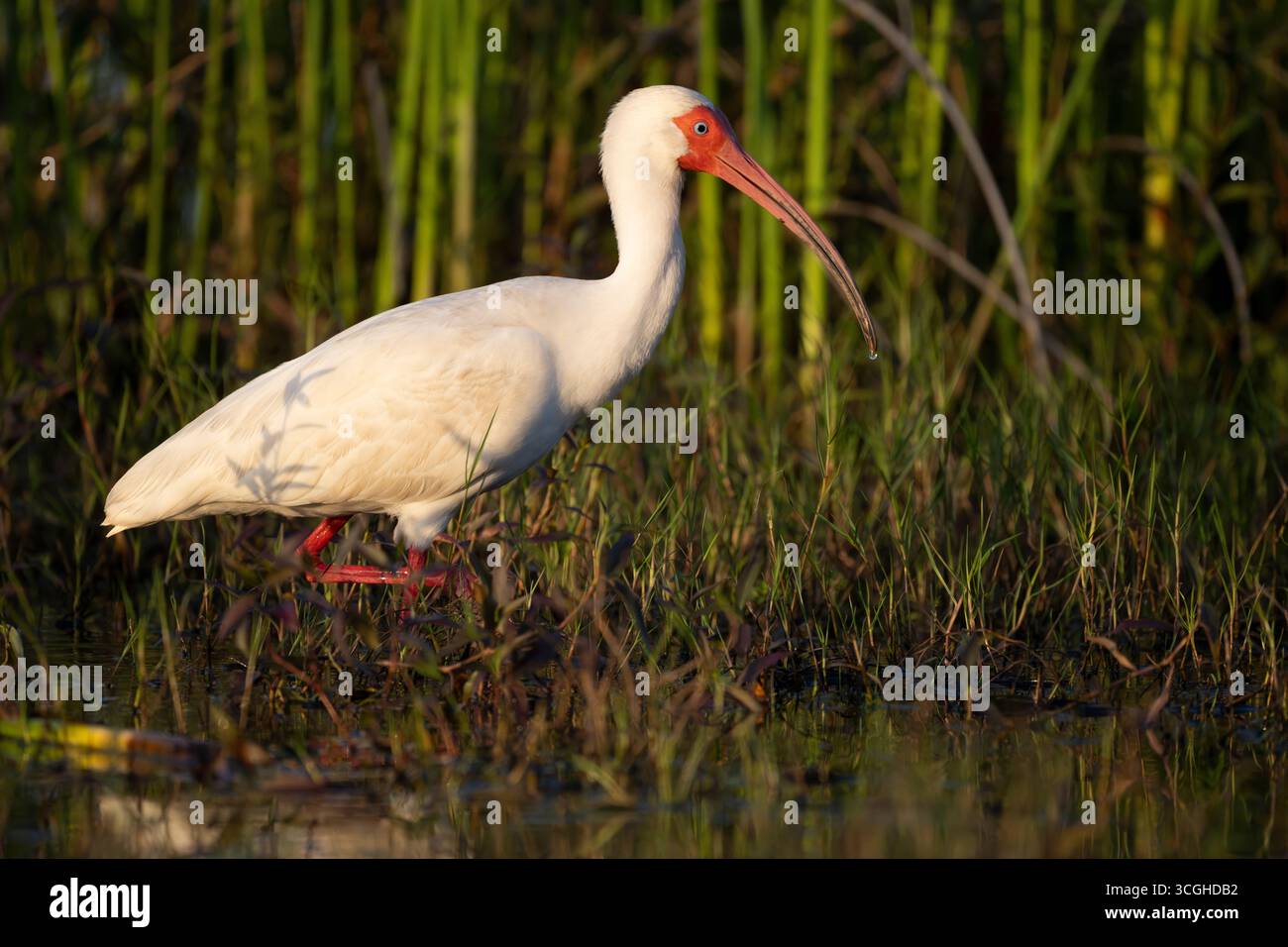 American White Ibis (Eudocimus albus) bei Sonnenuntergang. März im Myakka River State Park, Florida. Stockfoto