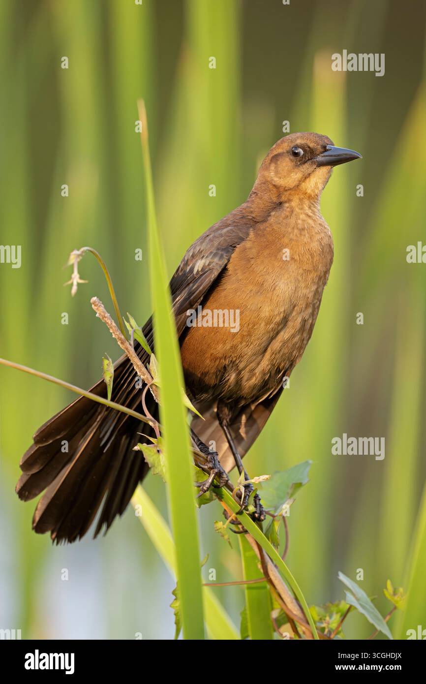 BootsanlegeGrackle. Marsch in der Audubon Venice Rookery, Florida. Stockfoto