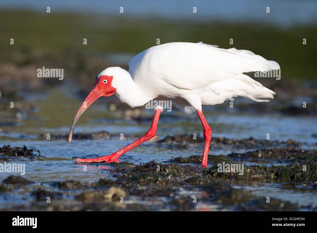 American White Ibis (Eudocimus albus) bei Sonnenuntergang. März im Myakka River State Park, Florida. Stockfoto