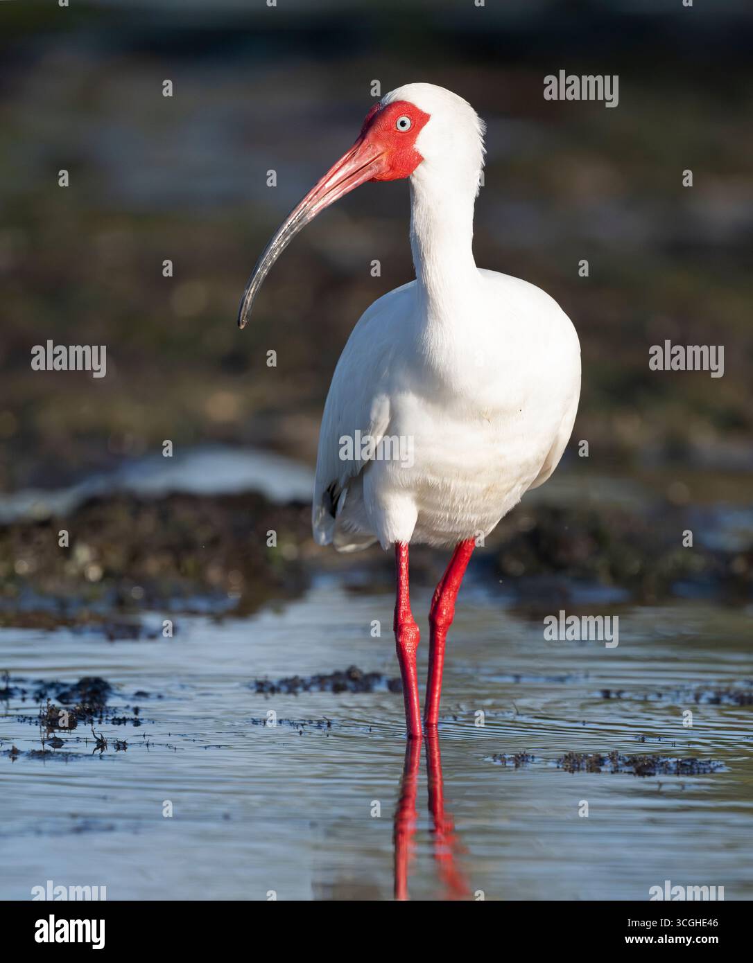 American White Ibis (Eudocimus albus) bei Sonnenuntergang. März im Myakka River State Park, Florida. Stockfoto