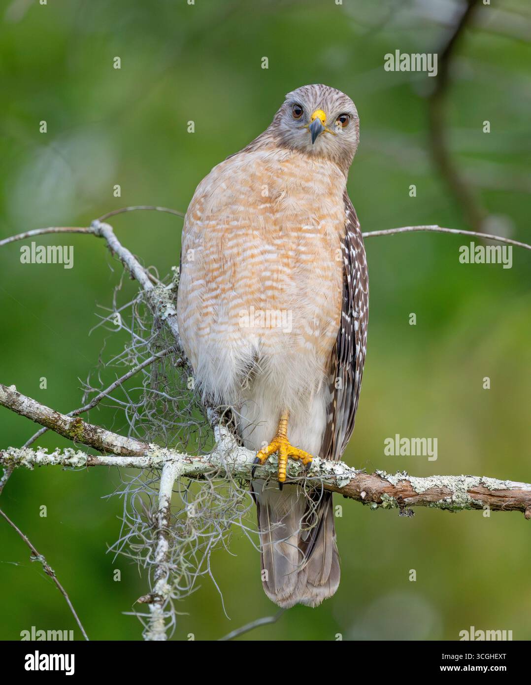 Rotschulterfalke (Buteo lineatus). Marschieren Sie im Corkscrew Regional Ecosystem Watershed (CREW) Bird Rookery Swamp in der Nähe von Naples, Florida. Stockfoto