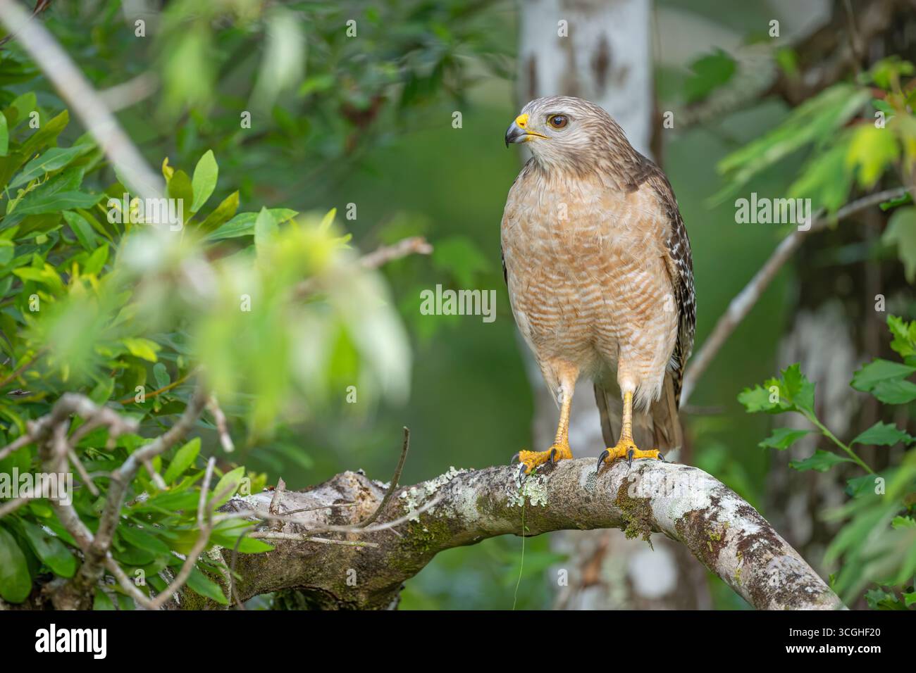 Rotschulterfalke (Buteo lineatus). Marschieren Sie im Corkscrew Regional Ecosystem Watershed (CREW) Bird Rookery Swamp in der Nähe von Naples, Florida. Stockfoto