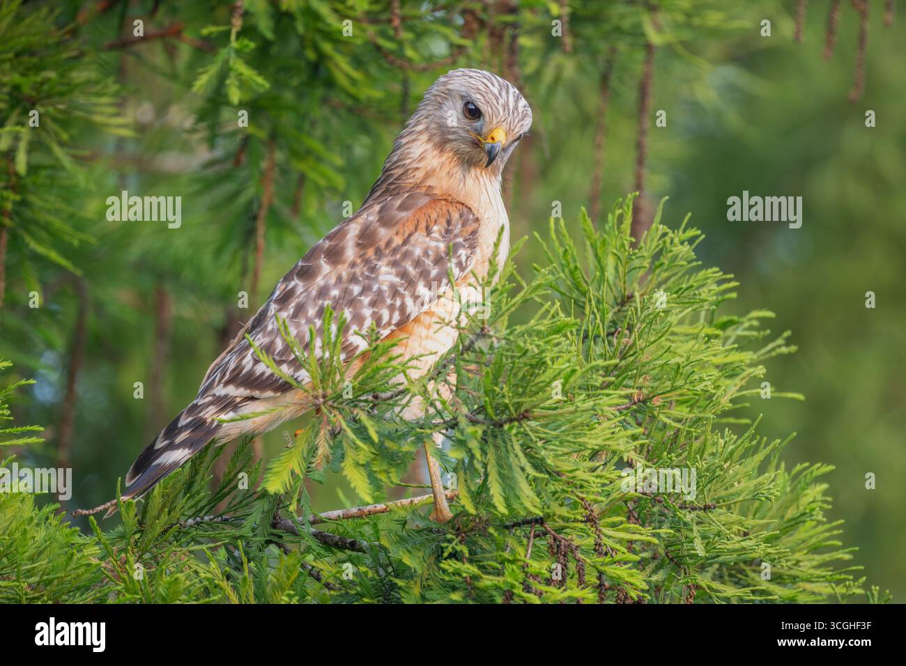 Rotschulterfalke (Buteo lineatus). Marschieren Sie im Corkscrew Regional Ecosystem Watershed (CREW) Bird Rookery Swamp in der Nähe von Naples, Florida. Stockfoto
