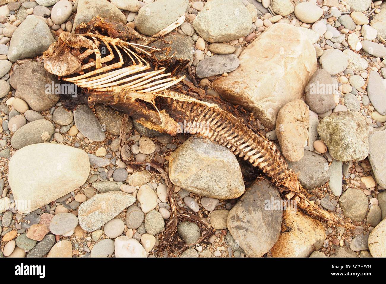 Skelett eines neugeborenen Schweinswals an einem steinigen Strand in Kilchiaran, Islay, Innere Hebriden, Schottland, Großbritannien Stockfoto