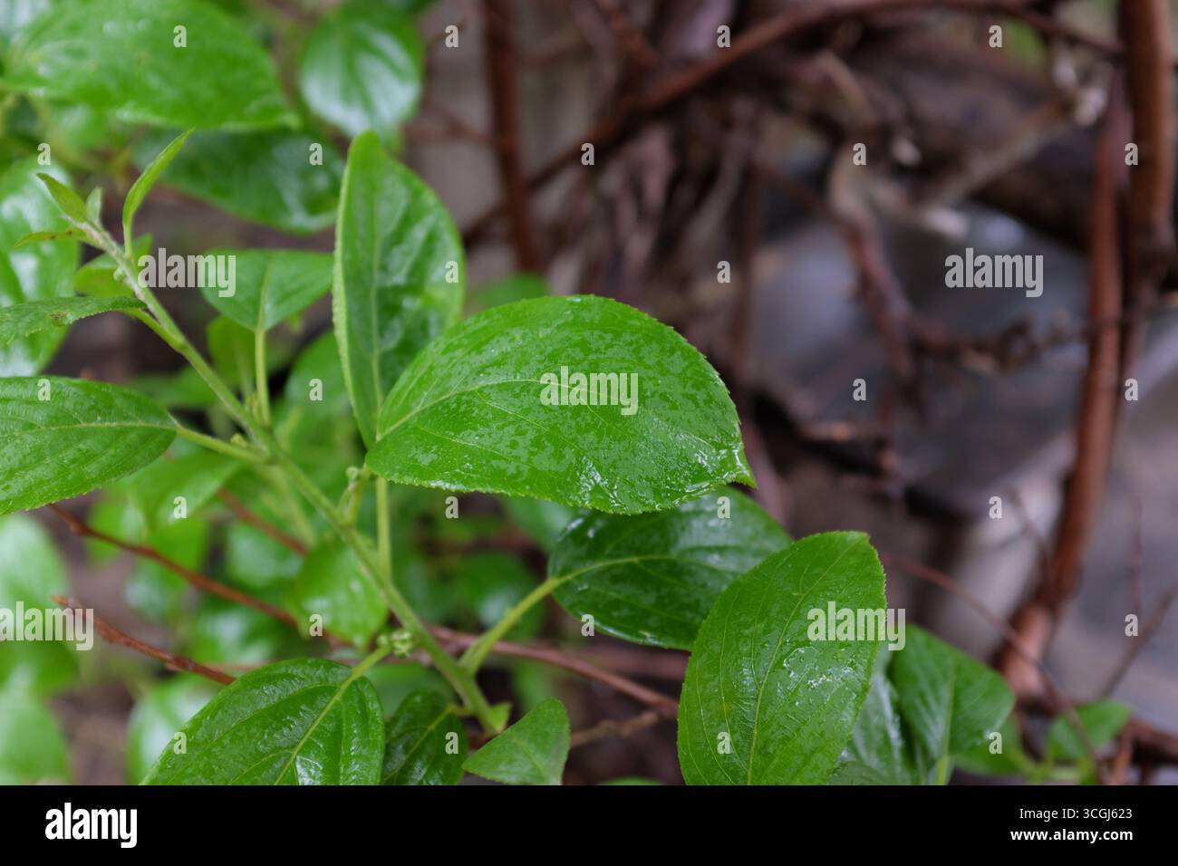 Actinidia arguta (ISSAI), Pflanzen im Freien 2020 Stockfoto