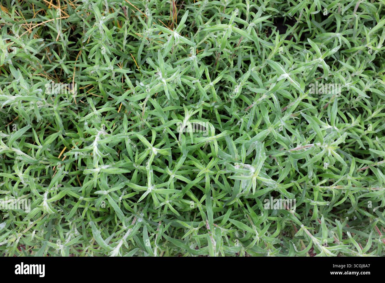 Crocus chrysanthus (Cream Beauty), Pflanzen im Freien 2020 Stockfoto