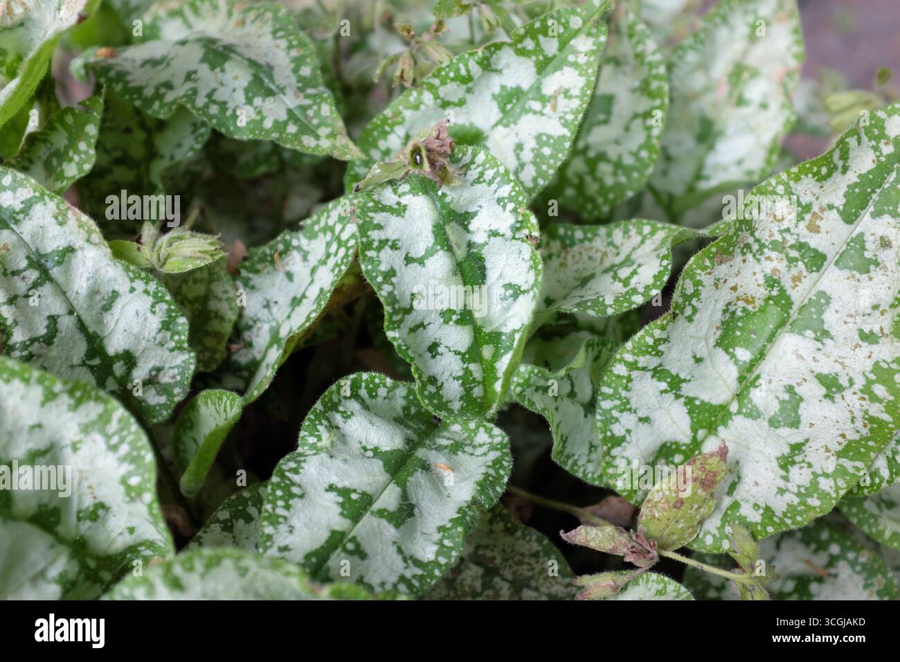 Pulmonaria longifolia (Diana Clare), Pflanzen im Freien 2020 Stockfoto