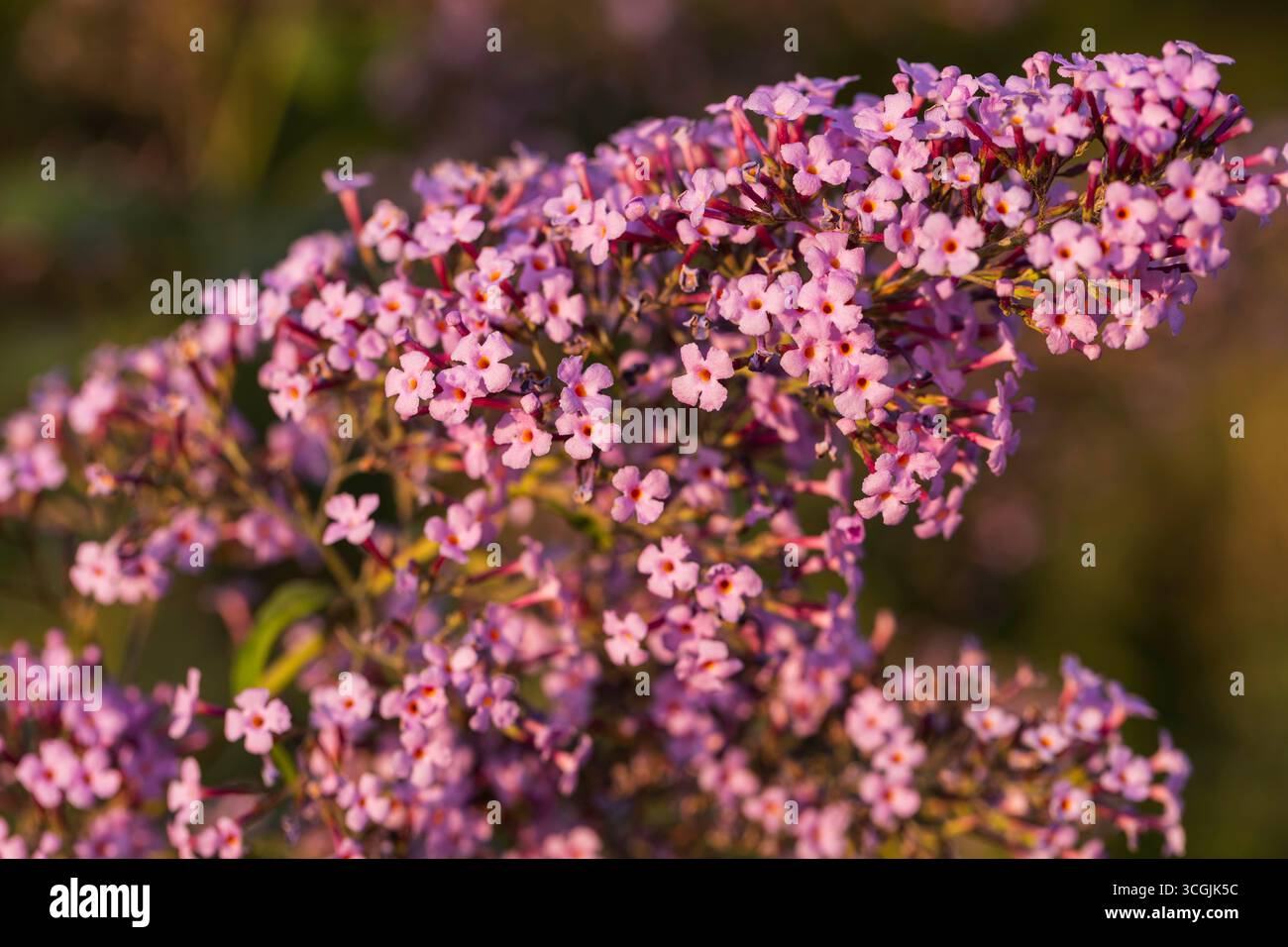 Hochauflösende Nahaufnahme von blühenden Schmetterlingsbuschblüten (Buddleja davidii) in violetten Tönen, flacher Fokus Stockfoto