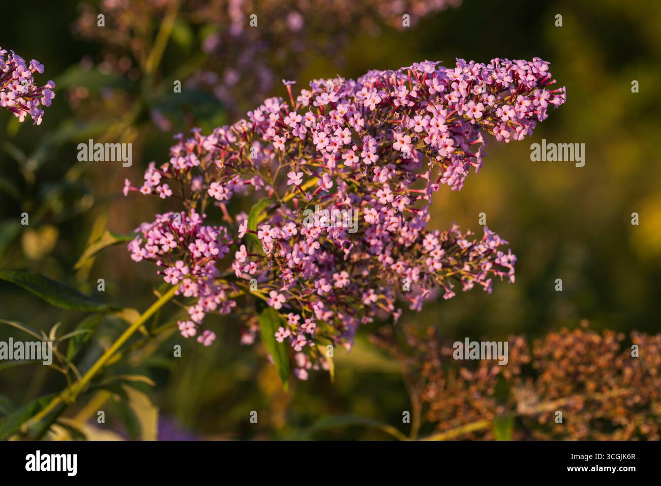 Makronaht der violetten Schmetterlingsstrauch (Buddleja davidii) Blüten in Blüte mit geringer Tiefe des Feldes und natürlichem Hintergrund der Sommerwiesen Stockfoto