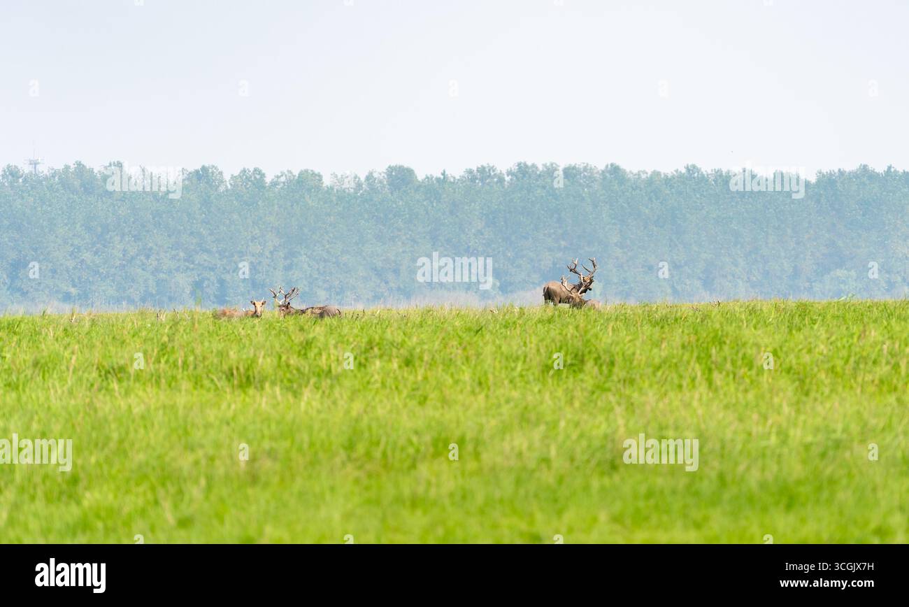 Hirsche grasen auf grünem Grasfeld mit weit entfernten Bäumen und Himmel in Jingzhou China. Stockfoto