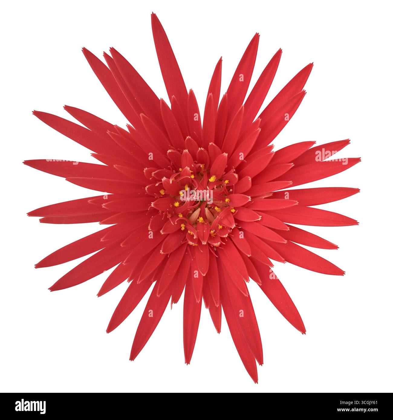 Nahaufnahme der roten Gerbera Gänseblümchen oder Barbeton Gänseblümchen Blumenkopf isoliert weißen Hintergrund, aka barbendesiya, beliebte dekorative Pflanze Blumendekoration Stockfoto