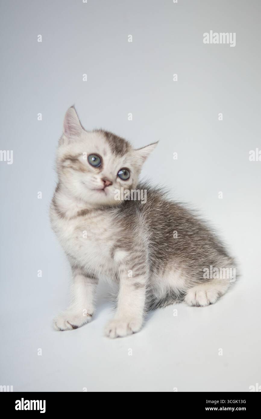 Nahaufnahme des kleinen Kätzchens Stockfoto