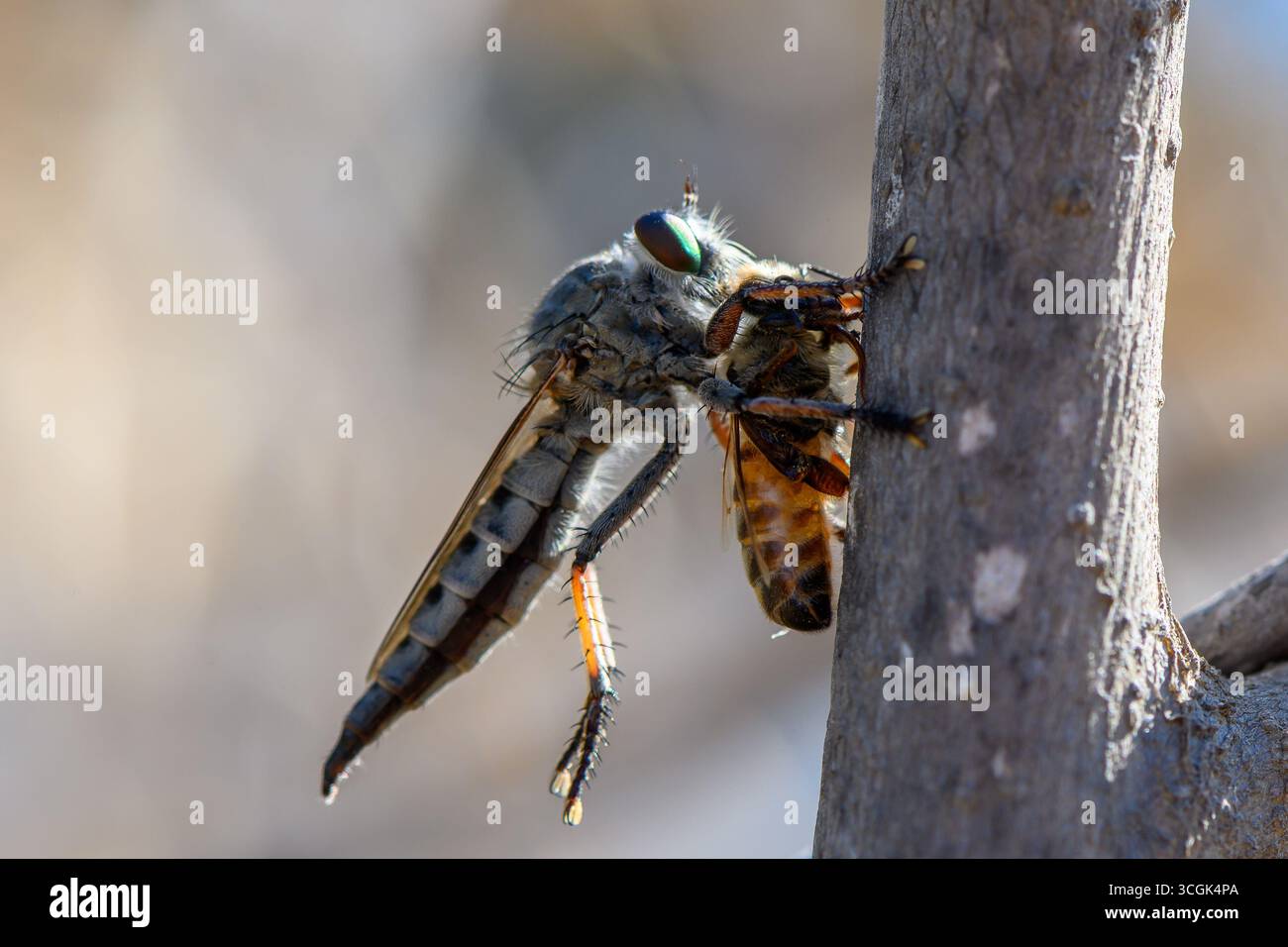 Eine Räuberfliege ruht auf einem Zweig in der sonnendurchfluteten Landschaft Zyperns, die in detaillierten Makros mit weichem, unscharfem Laub im Hintergrund erfasst wird Stockfoto