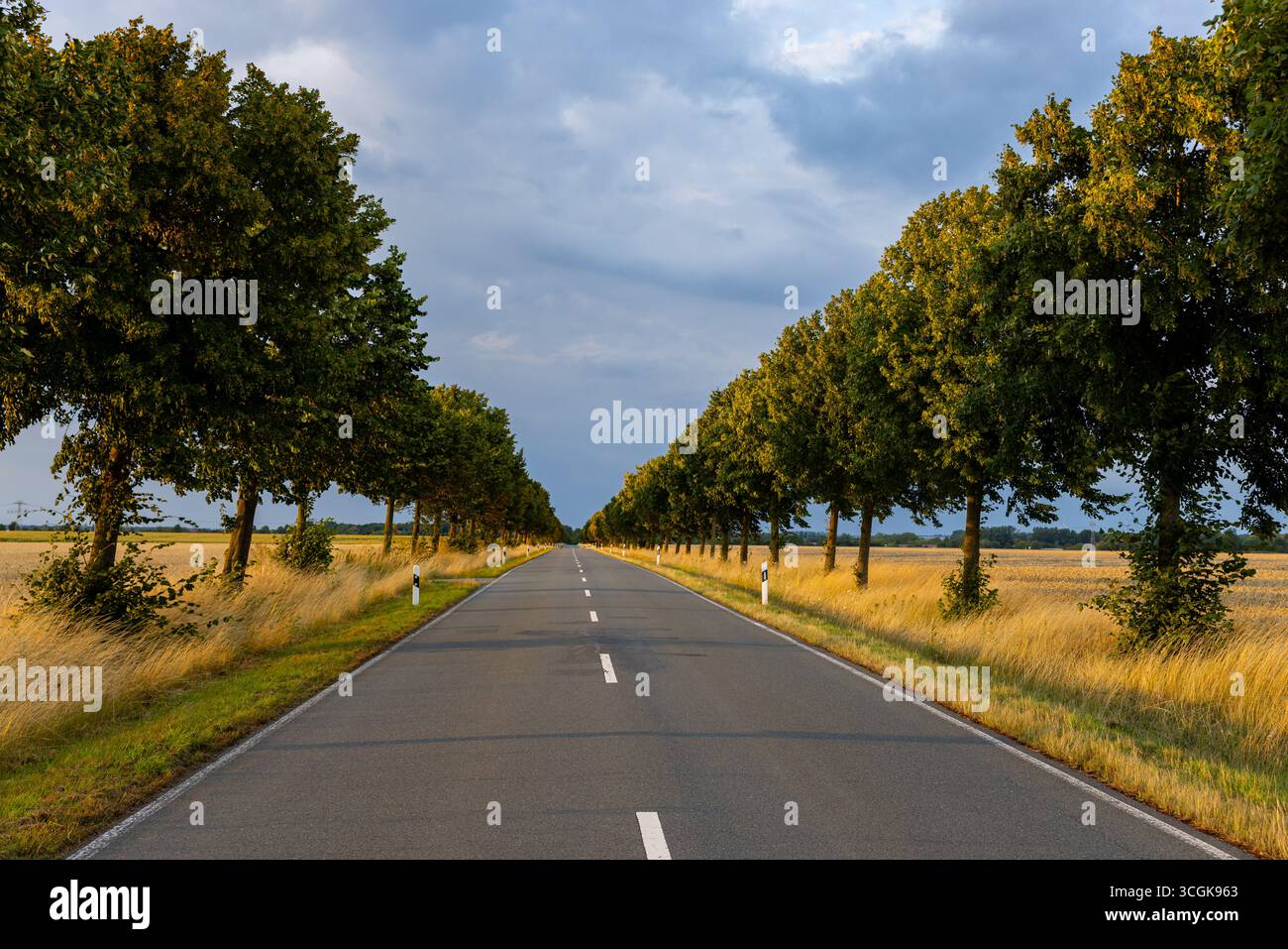 lehre Landstraße von Bäumen gesäumt Allee Stockfoto