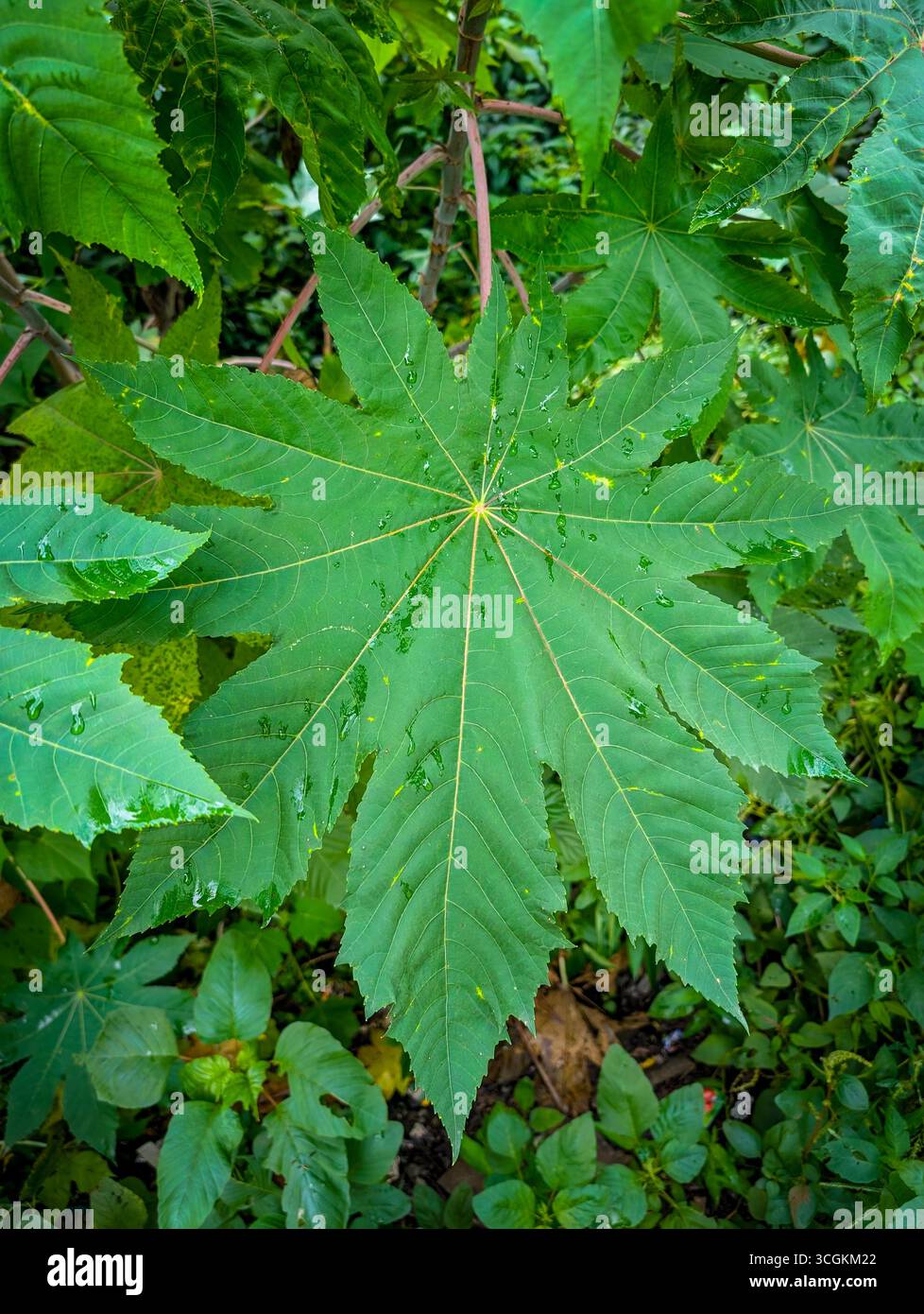 Rizinusblatt (Ricinus communis) mit zerklüfteten Kanten und Wassertröpfchen, umgeben von üppig grünem Laub Stockfoto
