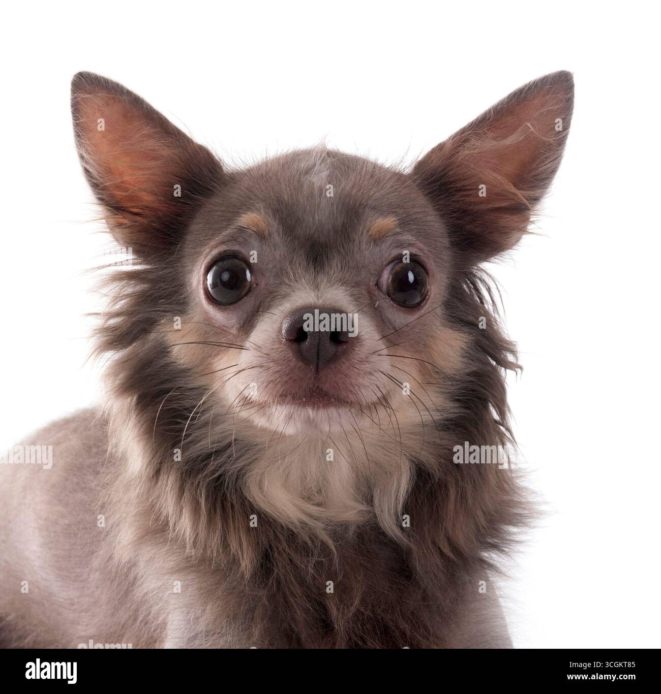 Little Chihuahua vor weißem Hintergrund Stockfoto