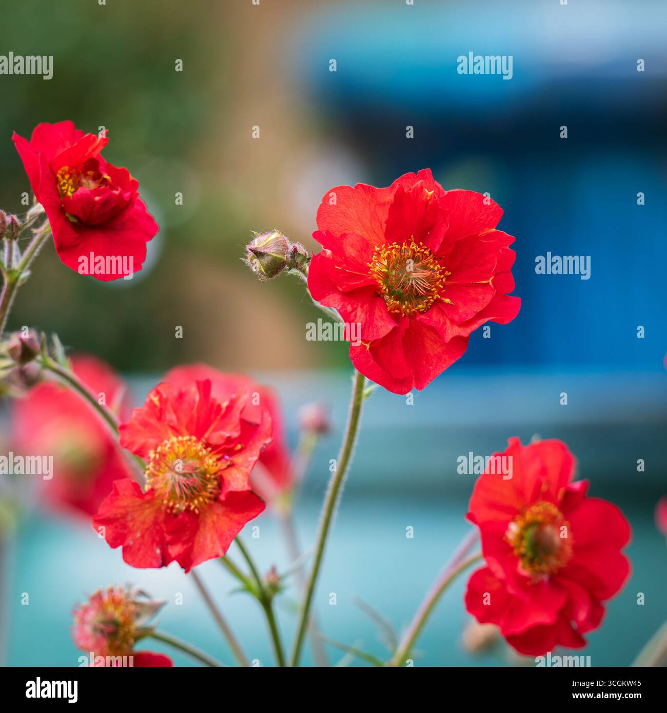 Leuchtend rote Geum-Blüten Stockfoto